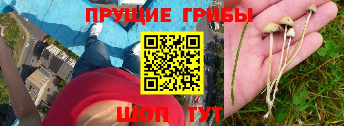 Псилоцибиновые грибы мухоморы  Вход с VPN  Ливны  Псилоцибиновые грибы мухоморы 